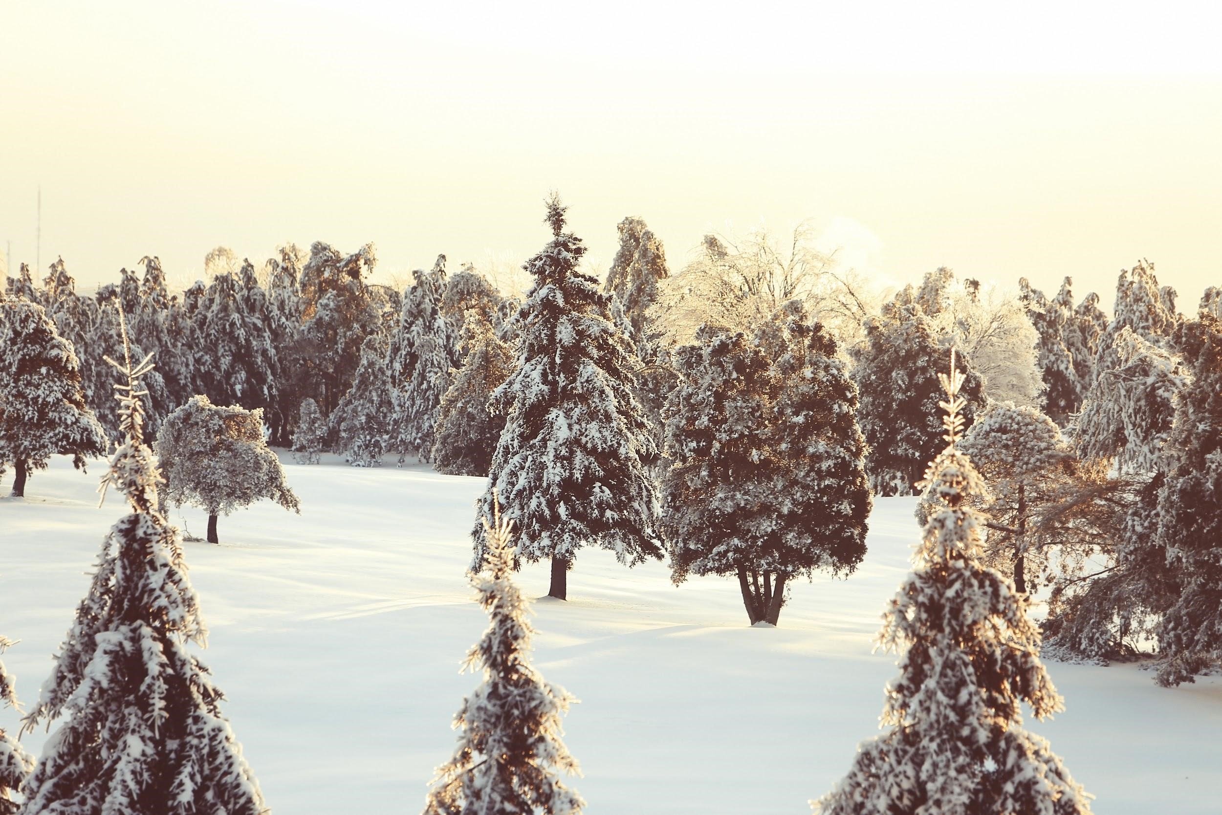Pine Trees with Snow Winter in Canada